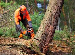 Reliable Boscobel, WI  Tree Services Solutions