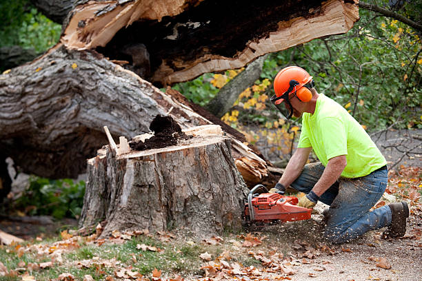 Best Lawn Dethatching  in Boscobel, WI